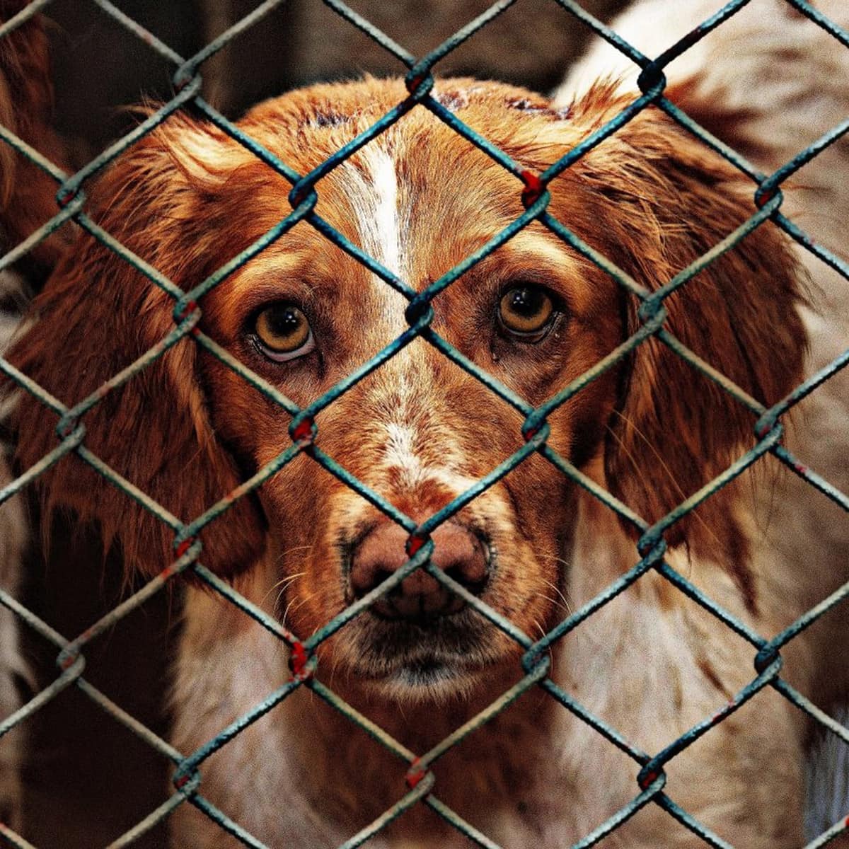 How To Report Animal Cruelty Animal Abuse RecordsFinder